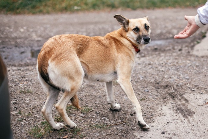 怖がっている犬