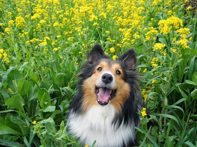 菜の花畑の犬