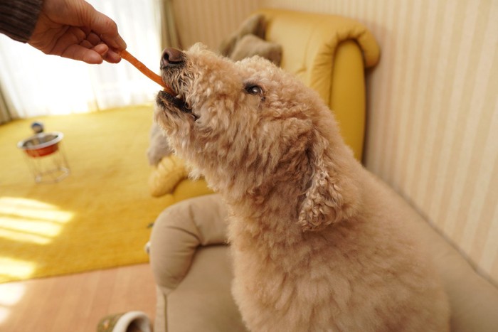 おやつを受け取る犬