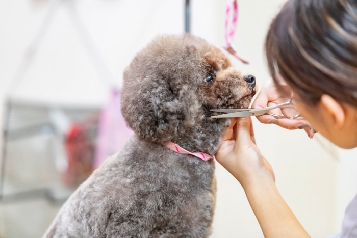 カットしてもらう犬