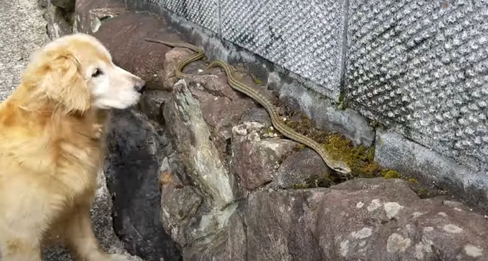 ヘビを嗅ごうとする犬