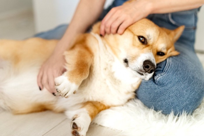 犬を撫でる