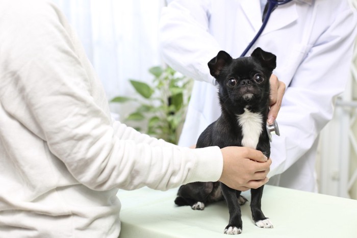 診察してもらう犬