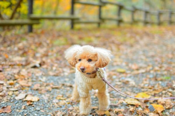 落ち葉の上で佇む犬