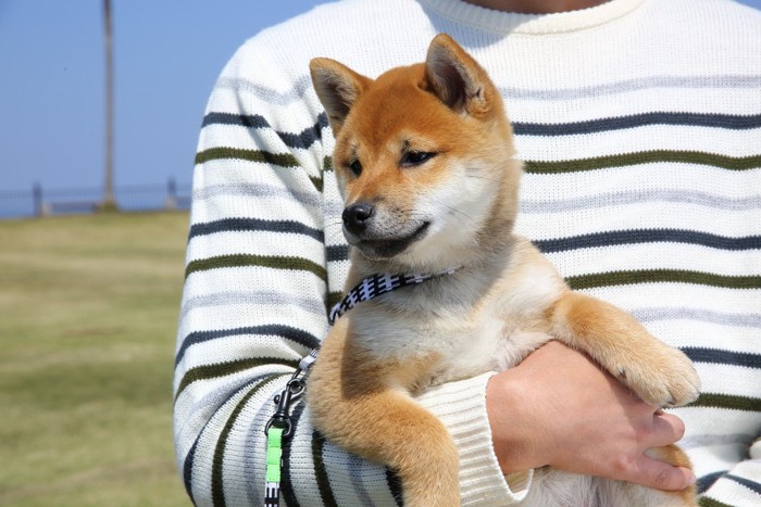 抱っこされた柴犬の子犬