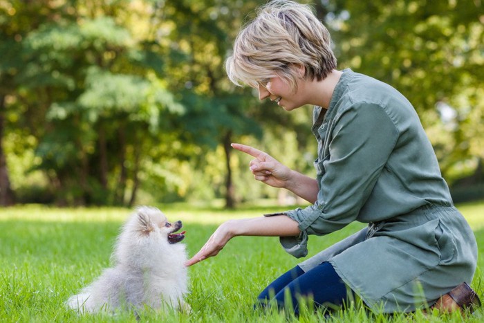 しつけ中の犬