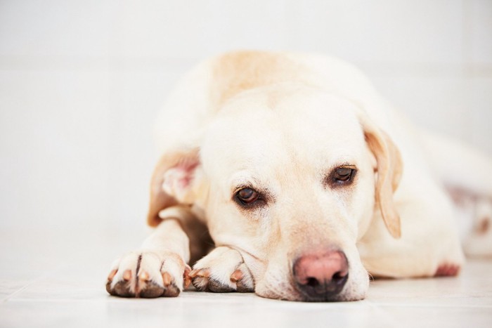 悲しそうな犬の表情