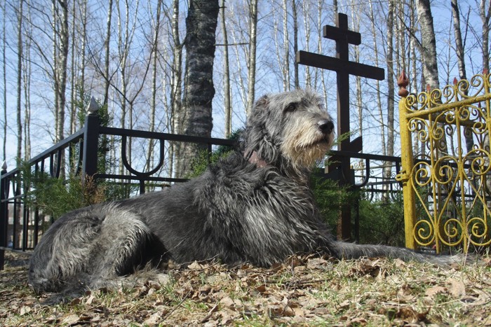 墓場で寂しそうな大型犬