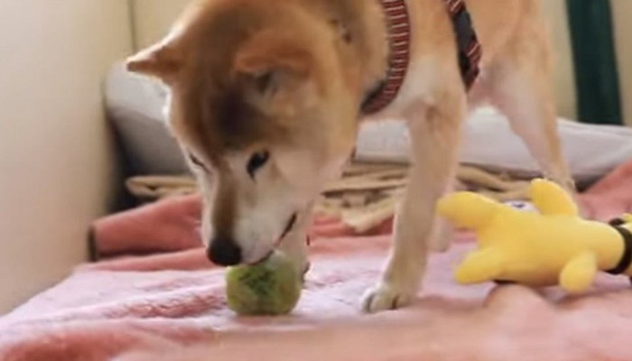 ボールで遊ぶ犬