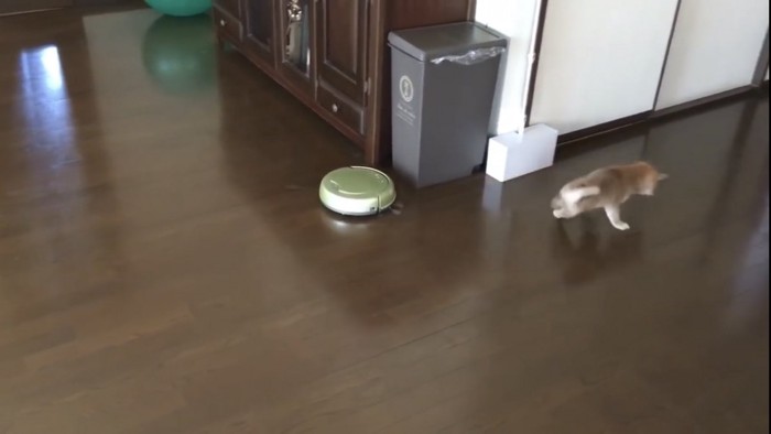 子犬が走ってロボットから逃げてる