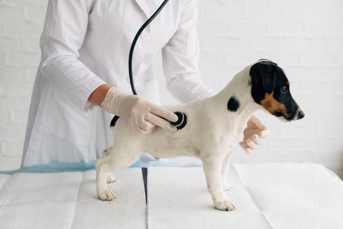 診察される子犬