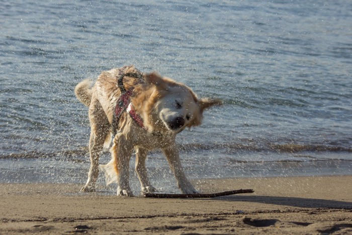 海で水切りをするゴールデン