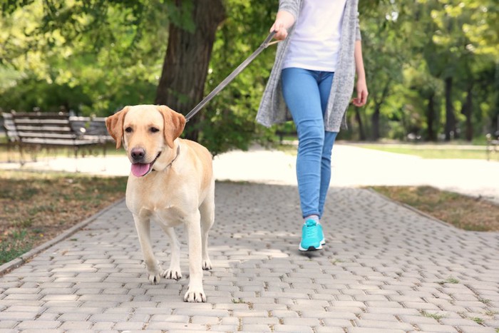 公園を飼い主と散歩する子犬