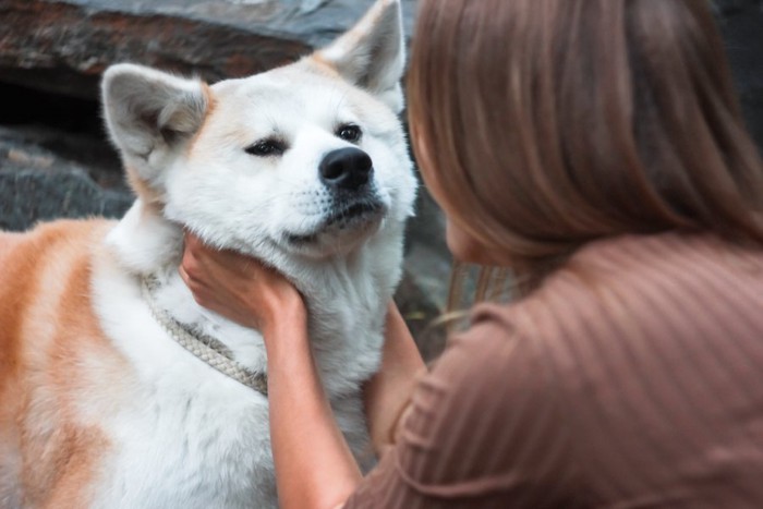 女性と見つめ合う秋田犬