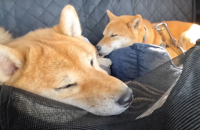 眠る犬達