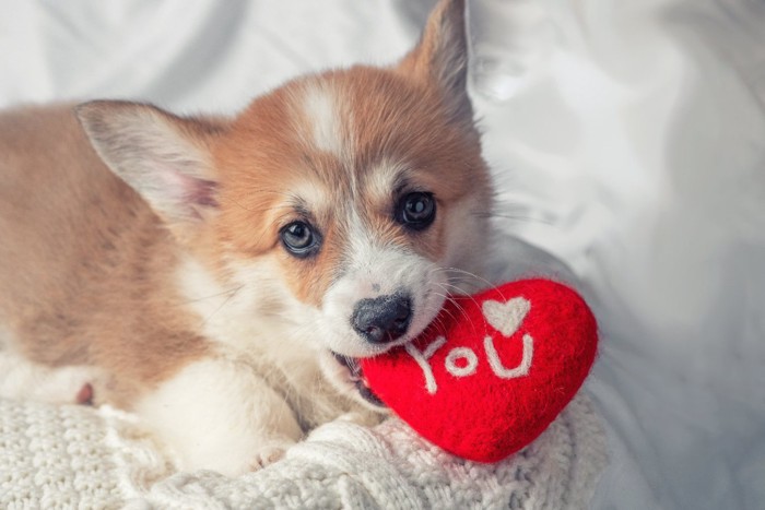 ハートを咥える子犬