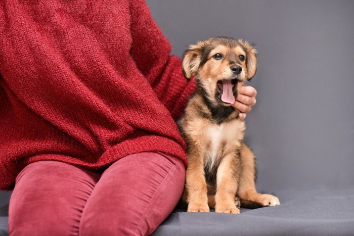 赤い服の人とあくびする犬