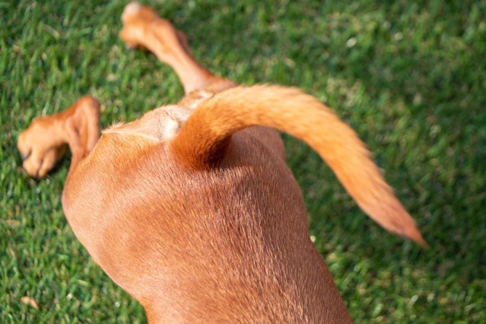 茶色い犬の尻尾