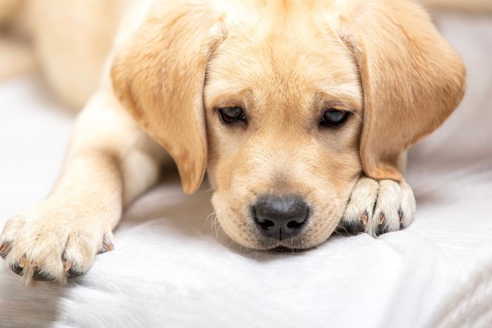 元気がない犬