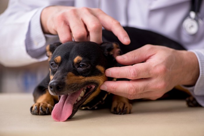 皮膚を診察される犬