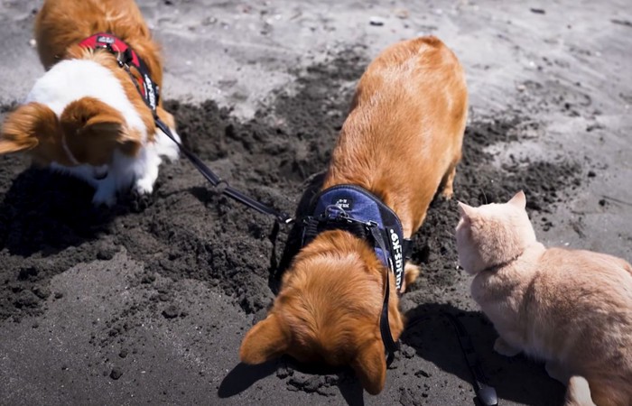 猫と穴を掘る犬たち