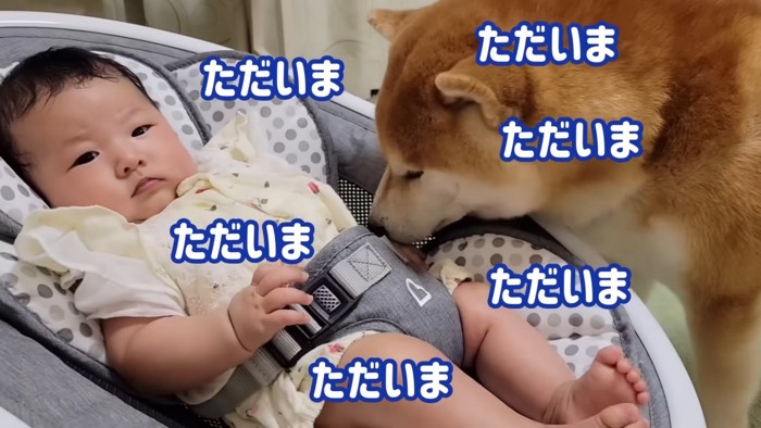 赤ちゃんのケアに夢中なこむぎちゃん