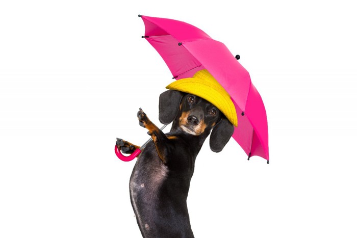 犬用の散歩傘は必要？メリットや選び方、注意点をご紹介 | わんちゃんホンポ