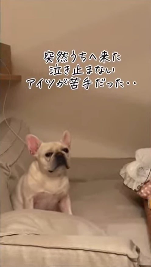 犬