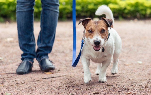 子犬と散歩