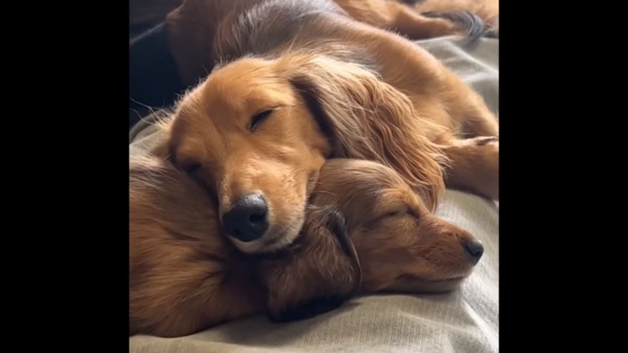 子犬に頭を乗せて寝る母犬