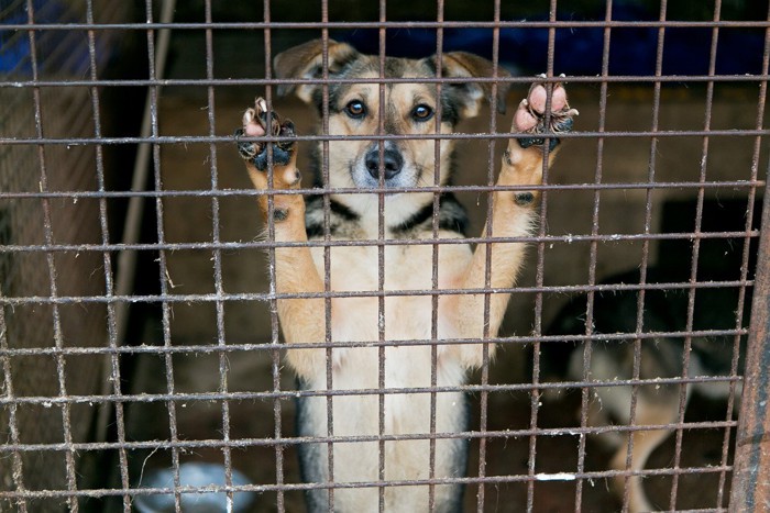 ケージの中、両手を置いて立ち上がる垂れ耳の犬