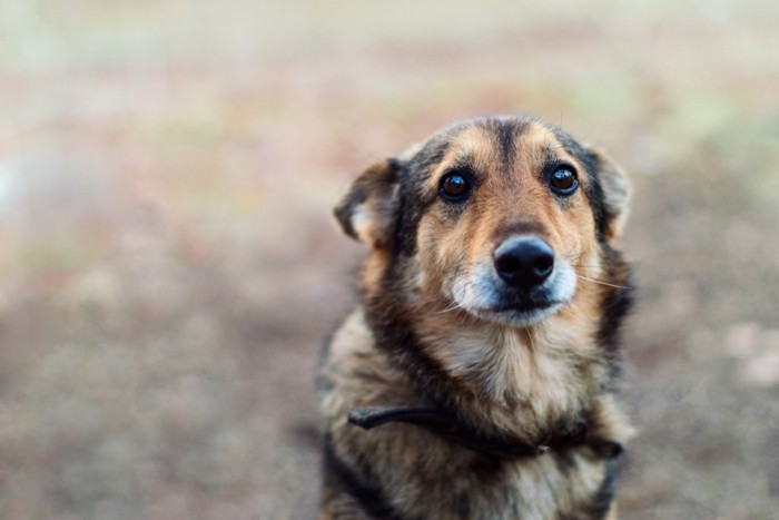 悲しそうな犬