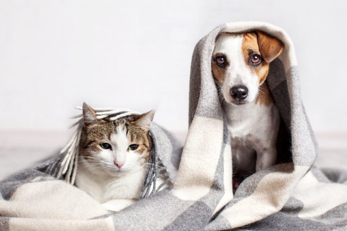 ブランケットを被る犬と猫