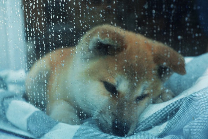 雨の窓際でグッタリした顔の子犬