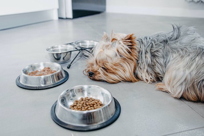 ご飯の入った器の前でへたり込む犬