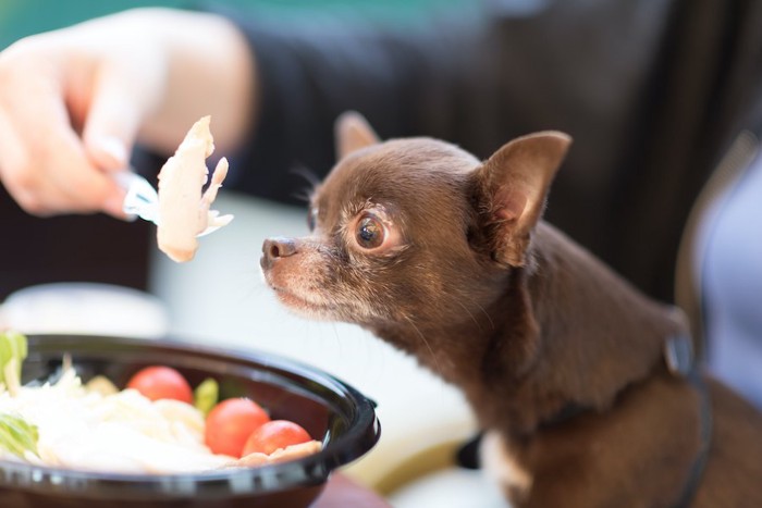 人の食事をじっと見つめるチワワ