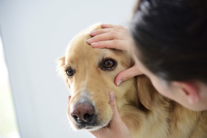 目を確認される大型犬