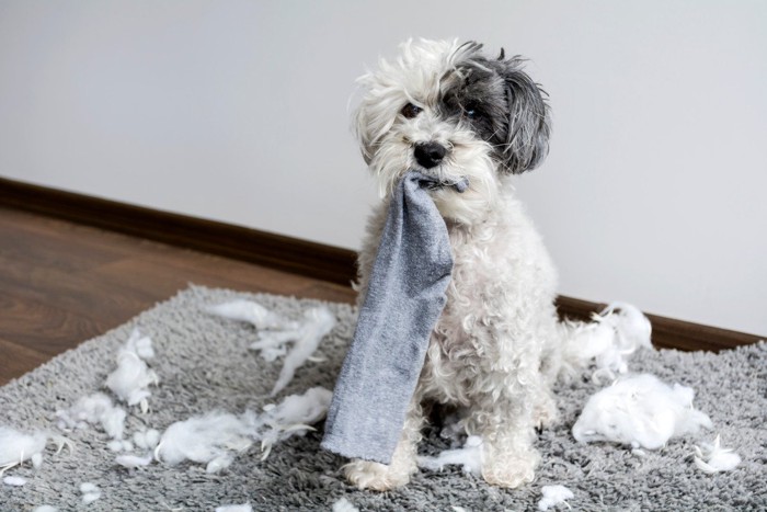 靴下を口にくわえた犬