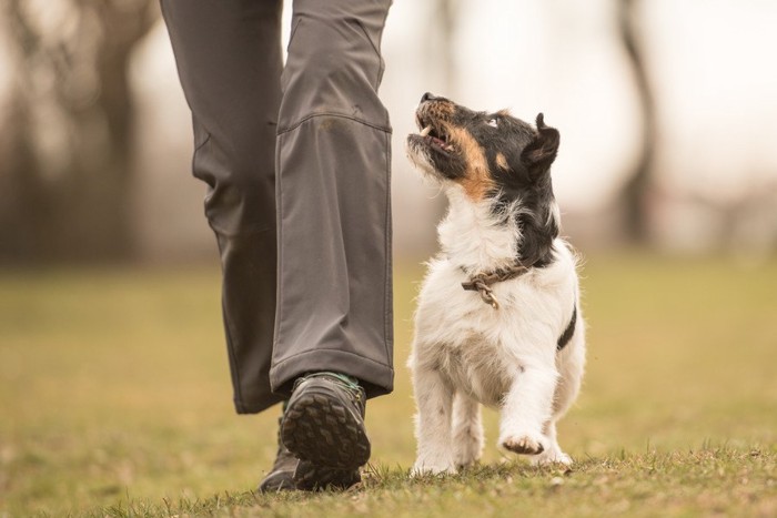 飼い主とアイコンタクトを取る犬