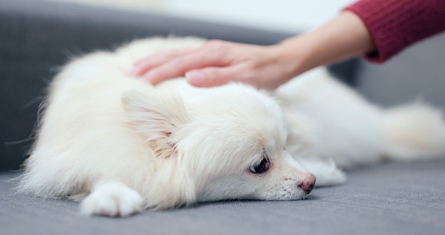 撫でられる犬