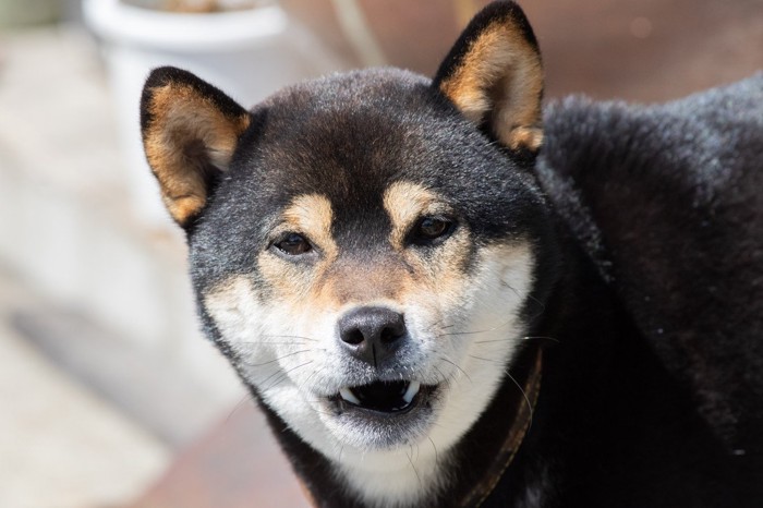 口を開けている柴犬