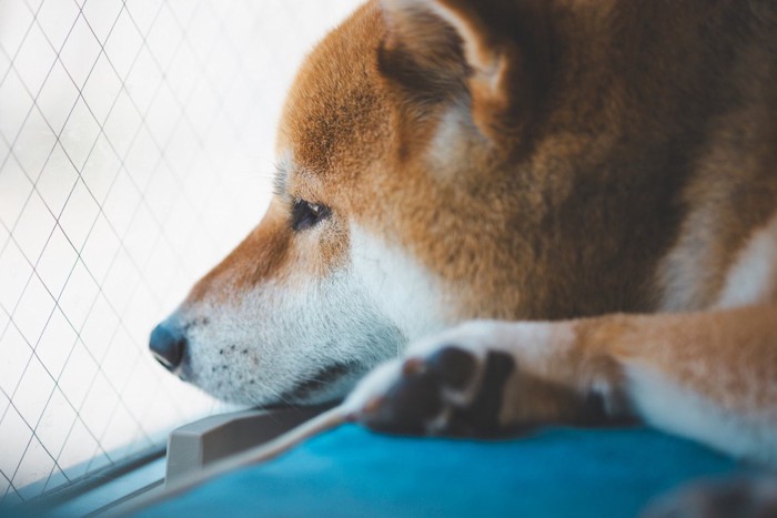 犬の手と人の手