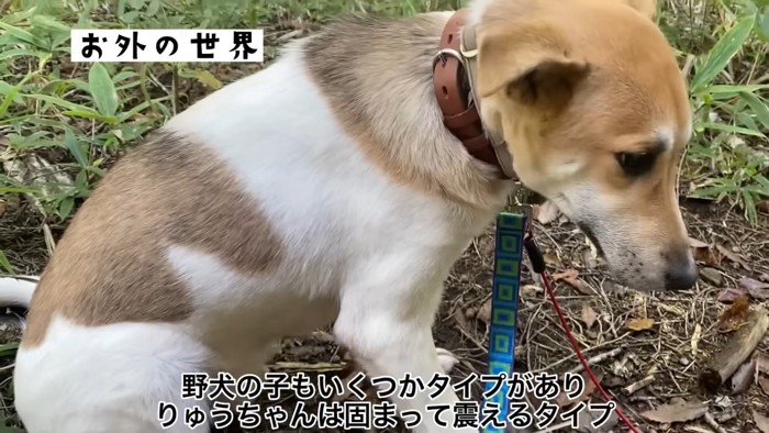 外を怖がるりゅうくん