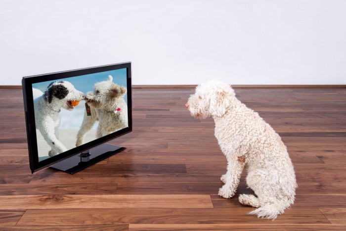 テレビ画面を見つめる犬
