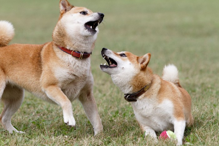 おもちゃをめぐって喧嘩する犬