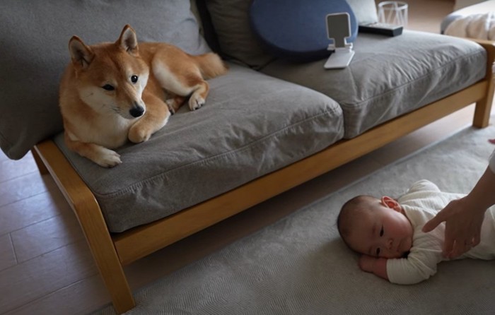 こちらを見る犬と赤ちゃんに触れる人