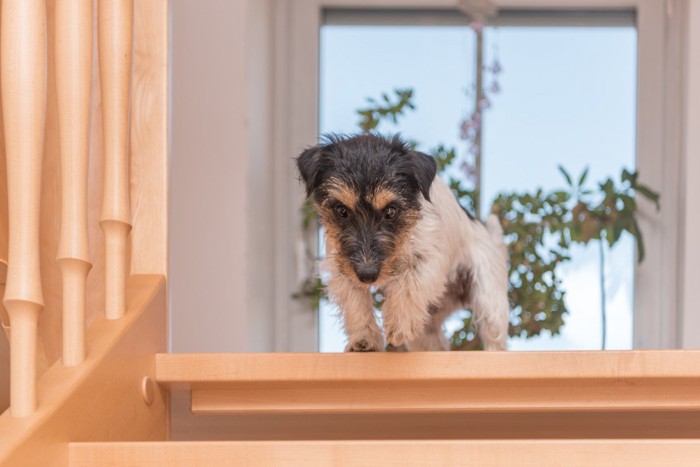 階段を下りるのをためらう犬