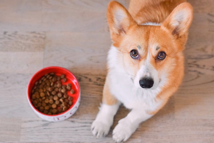 .：ドッグフードの隣に座る犬