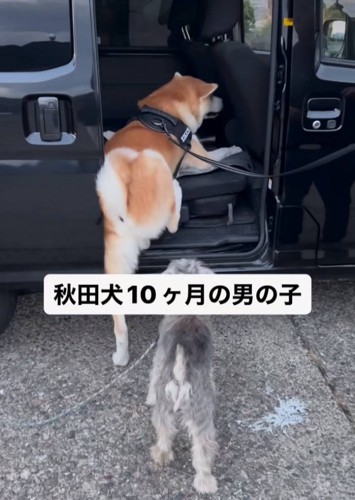 秋田犬