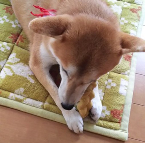 ガムをかむ柴犬